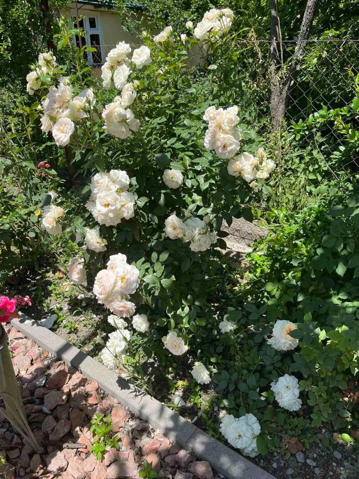 Ekas Rosengarten Gori Exteriör bild