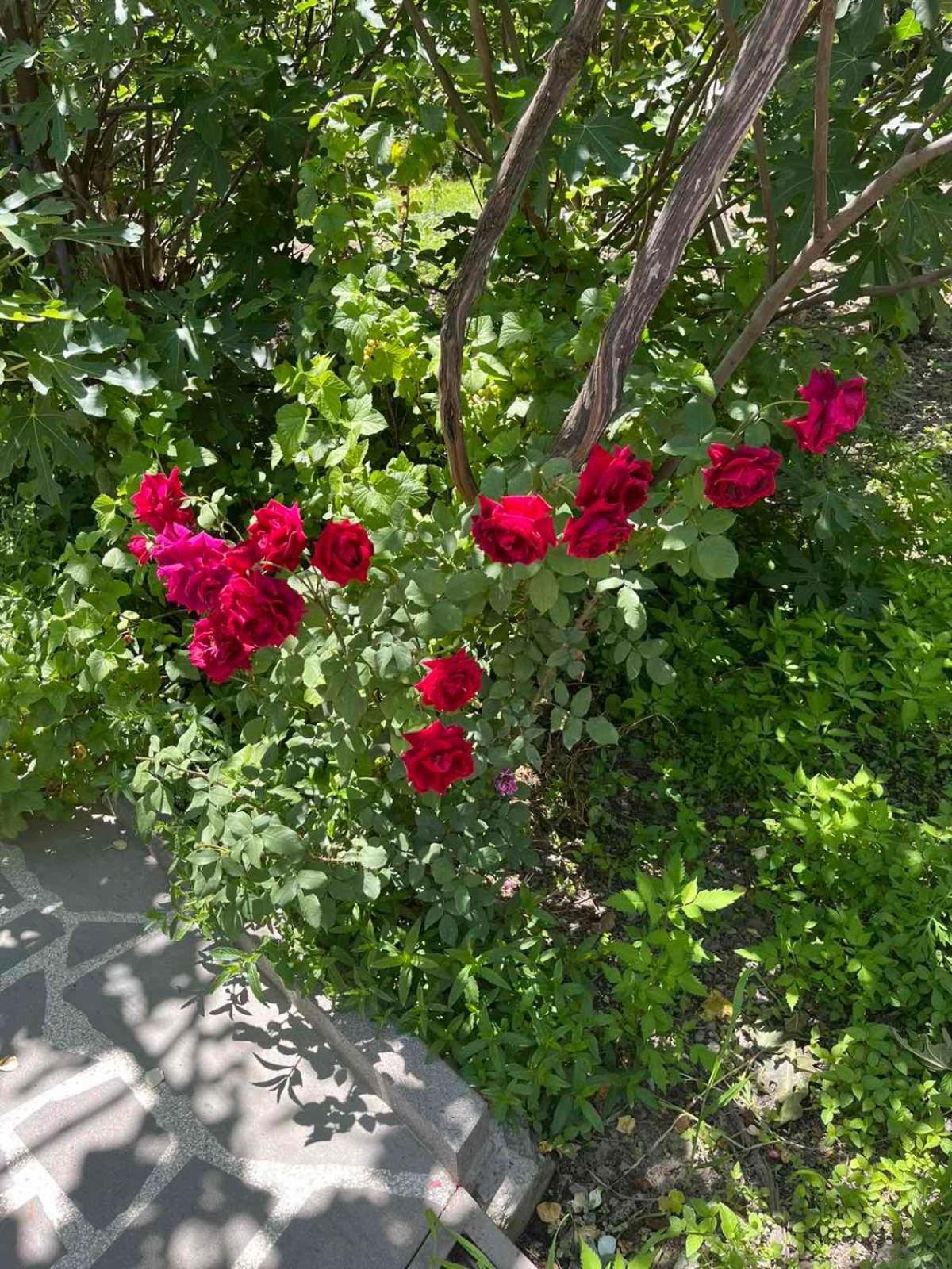 Ekas Rosengarten Gori Exteriör bild