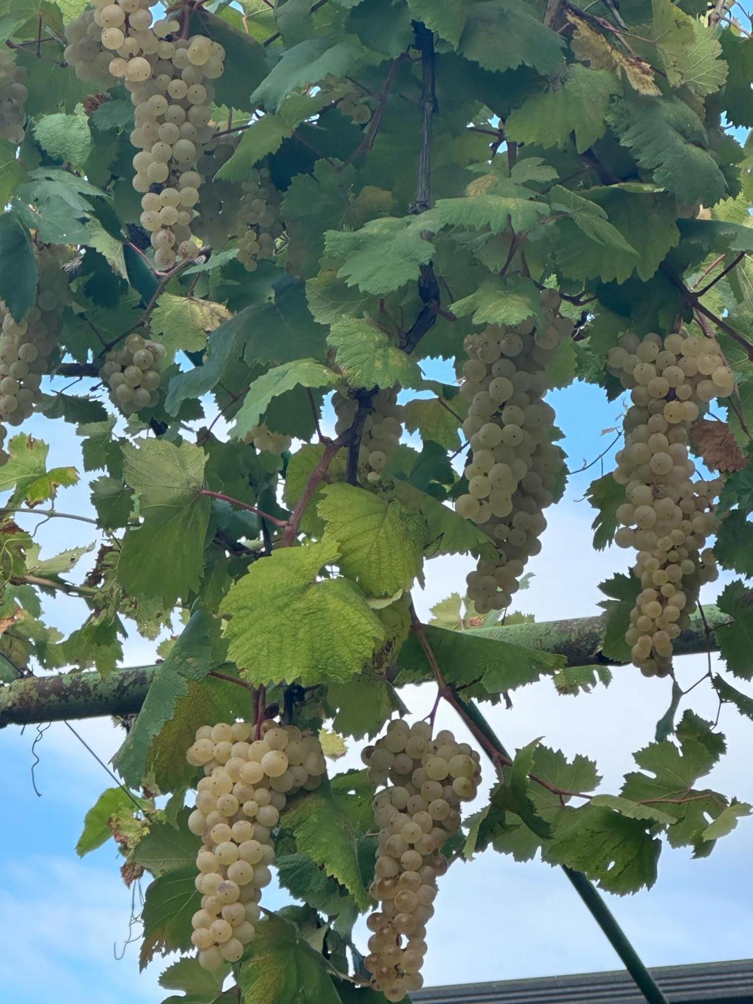 Ekas Rosengarten Gori Exteriör bild
